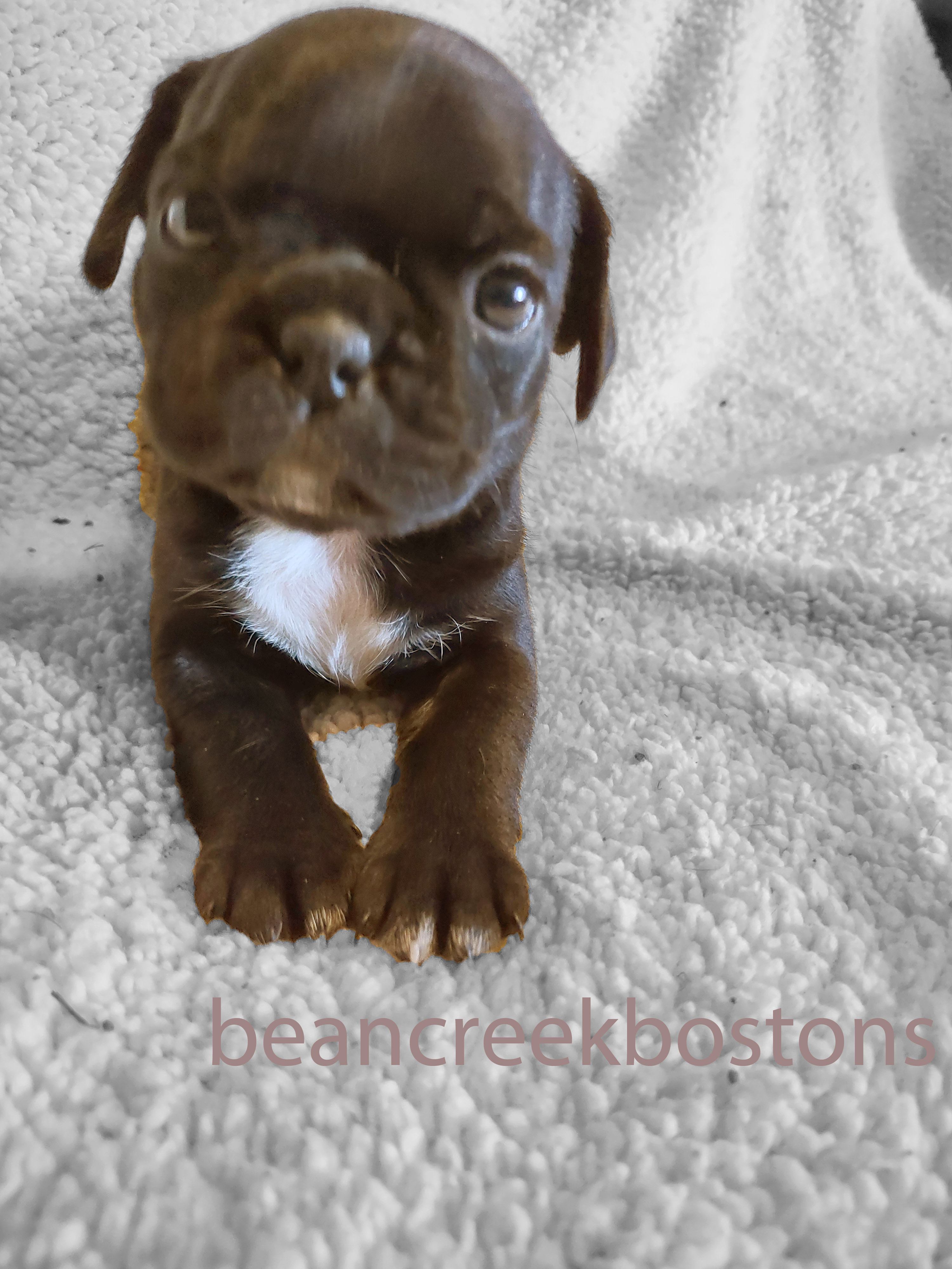 Buffy is such a sweet baby! She was the very first to get down the puppy pad training! She's so smart, and super cuddly!