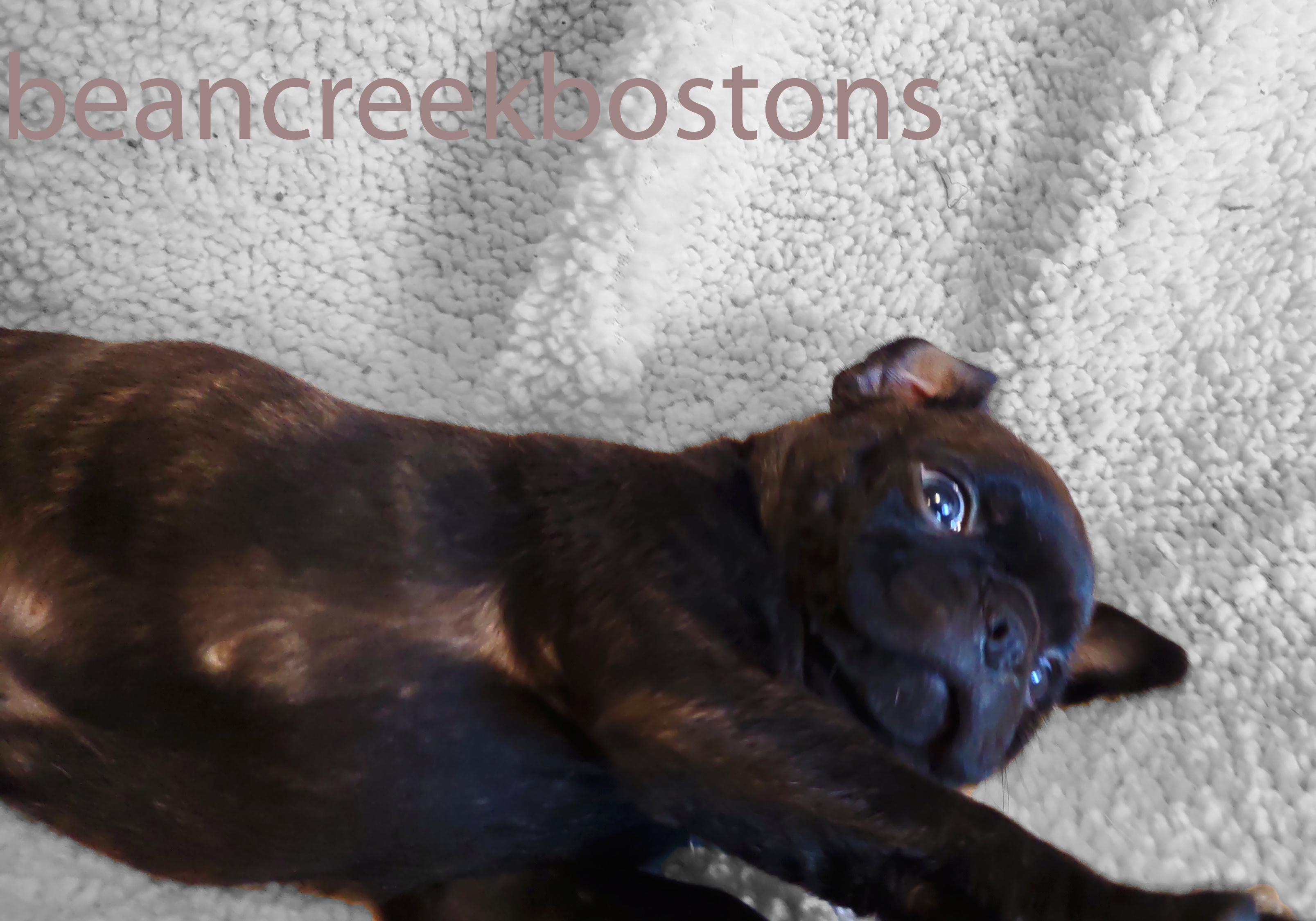 Jett is such a playful guy! He gets so excited whenever you walk into the room! He loves to play, and then pass out on your chest :)