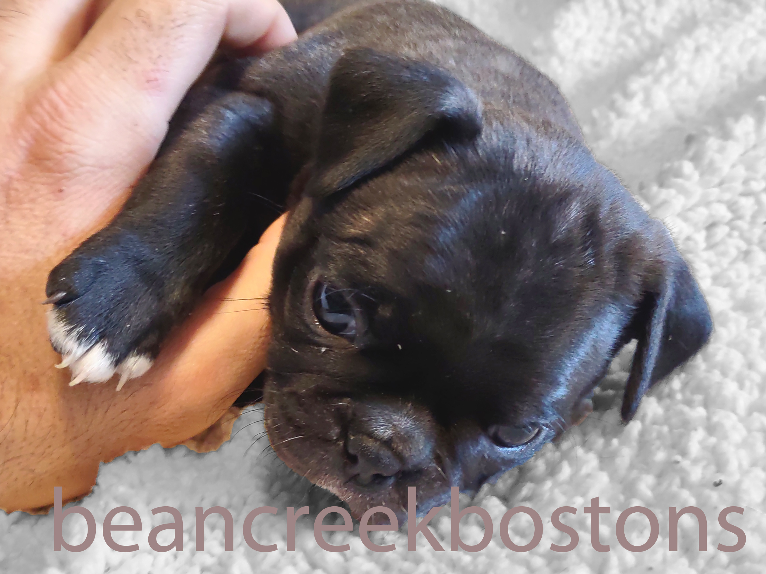 Lila was the first born in this litter, and boy does she KNOW it, lol! She is definitely the BOSS of the litter. She is very inquisitive, and very playful. She's got beautiful brindle coloring, and loves to pounce around the room playing with toys :)