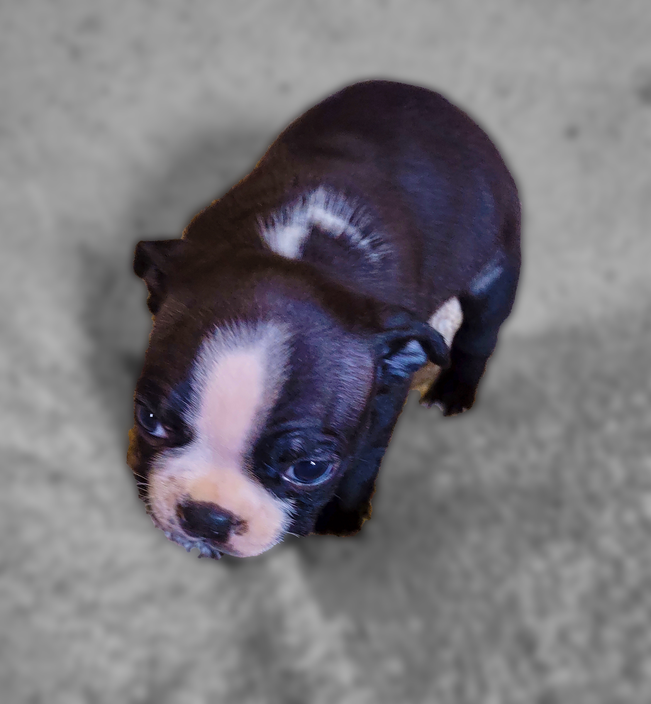 Boston Terrier puppy breeder Addison Michigan Ohio Indiana AKC