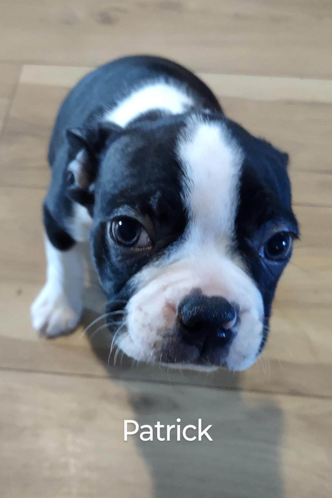 Boston terrier Puppy breeder Addison Michigan Ohio Indiana