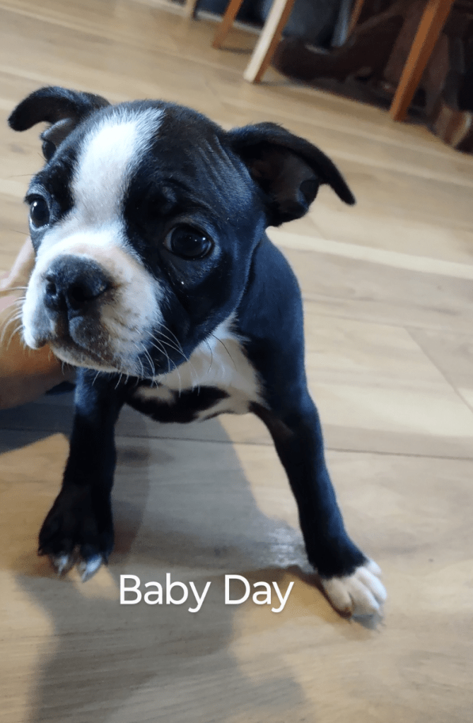 Boston terrier Puppy breeder Addison Michigan Ohio Indiana