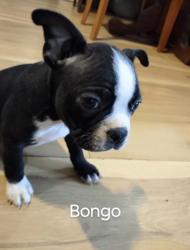 Boston terrier Puppy breeder Addison Michigan Ohio Indiana